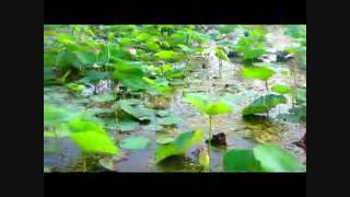 anzali wetland - Abkenar Hotel