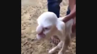 حیوانی شبیه به انسان