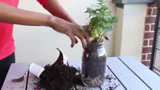 کاشت گیاهان در ظرف شیشه ای