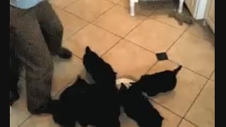 گربه های بامزه