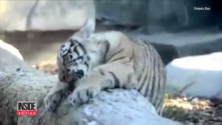 دستگیری یک زوج که هنگام بازی پوکمون ناخواسته وارد باغ وحش شدند