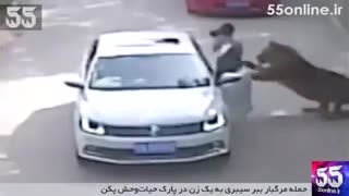 لحظه حمله مرگبار ببر سیبری به یک زن در پارک حیات‌وحش پکن