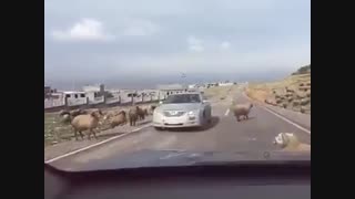 زد ماشینو داغون کرد