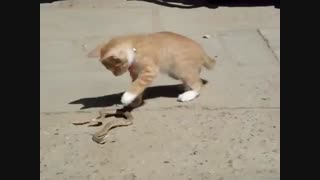 شوخی بچه گربه و مار