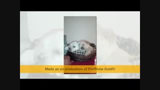 فروش مالتیز