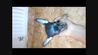 فروش شیواهوا وارداتی با مدارک کامل