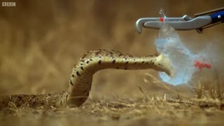 Breathtaking! Slow Motion Puff Adder Attack