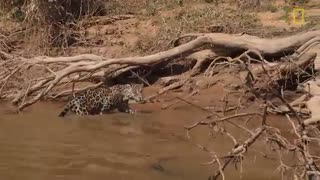 مبارزه جگوار با کروکودیل