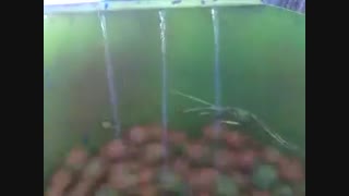 دستگاه پوست کن گردو -خود باوران صنعت آذرشهر-09149022001