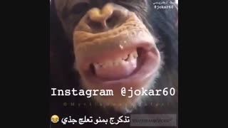 میمون آدامس خور