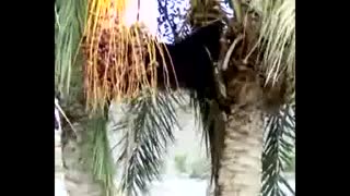 بز و درخت خرما