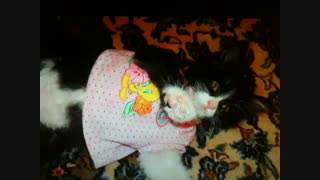 گربه بچهگیام