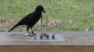 هوش  فوق العاده کلاغ