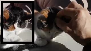 استاپ موشن جالبی از شعله آتش روی سر گربه