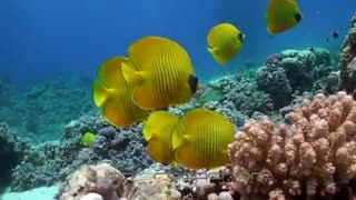 لحظاتی شگفت انگیز در اعماق اقیانوس