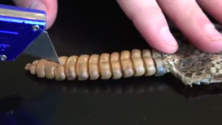 داخل دُم مار زنگی چیست؟