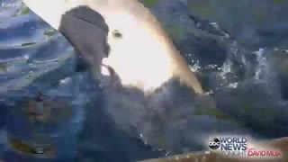 وقتی دلفین ، آیپد را میدزدد