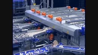 تفکیک و بسته بندی قارچ دکمه ای