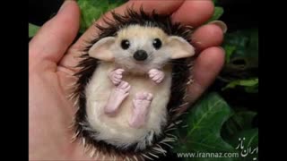 وای جوووونز