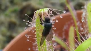 گیاه حشره خوار   ( حیرت آور )