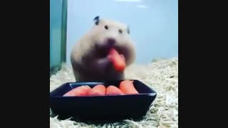 آخه چجوری میتونههههه؟؟؟؟