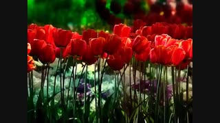 +موزیک آرامش بخش پیانو با تصاویر زیبا فقط 1 دقیقه!+