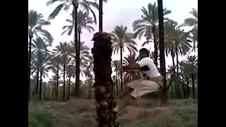 بالا رفتن عرب از درخت خرما