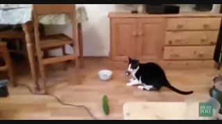 ترس گربه‌ها