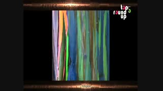 5 درخت شگفت انگیز جهان