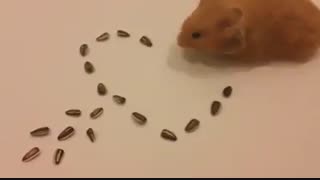 قلب درست کردن توسط این موشه.......