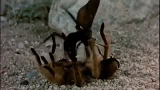 جنگ زنبور با رتیل (شگفت آور )