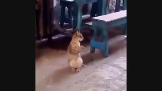 دست زدن گربه...خخخخح