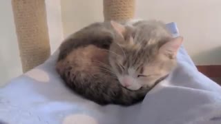 خوش گذرانی نیا و دوستاش با گربه ها (پارت ۲)