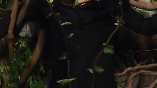 ZTAO_Black white (AB(