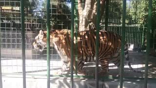 ببر بنگال(موضوع تفننی)