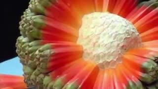 15 نوع میوه عجیب دنیا