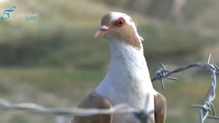 Mozhdah Jamalzadah – Afghanistan Vatanem > Video