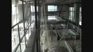 فیلم خط تولید الیاف پلی استر بازیافتی