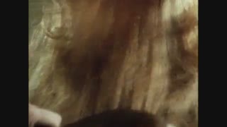 شرلوک هولمز به زبان اصلی: The advantures of Sherlock Holmes:The copper Beechesماجراهای شرلوک هولمز-فصل دوم: بلوطهای قهوه‌ای