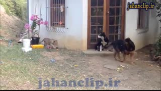 وحشت سگ از شیر