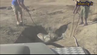 انسانها و قدرت درک و فهم حیوانات