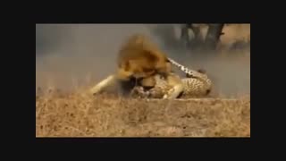 حمله دو شیر نر به دو یوزپلنگ