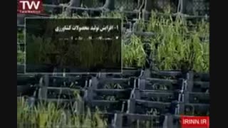 کشت بافت شیوه ای جدید برای بهینه سازی تولید و تحول