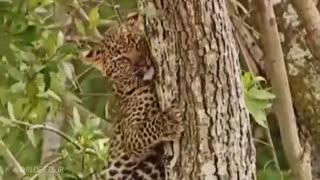 مهارت فوق العاده بالا رفتن بچه پلنگ ها از درخت