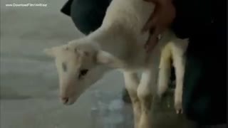 دانلود قسمت 77 سریال پویراز کارایل زیرنویس فارسی