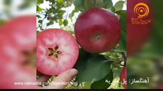 موزیک بیکلام - پل موریه
