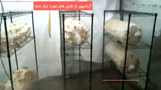 تولید آسان قارچ در خانه