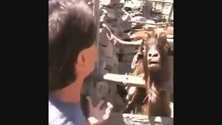 طنز باحیوانات