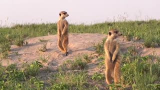 رفتار دوستانه میرکت ها با عکاس طبیعت