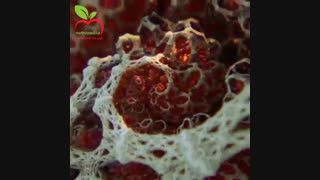 ویدیو شگفت انگیز انقباض عضلات چشم